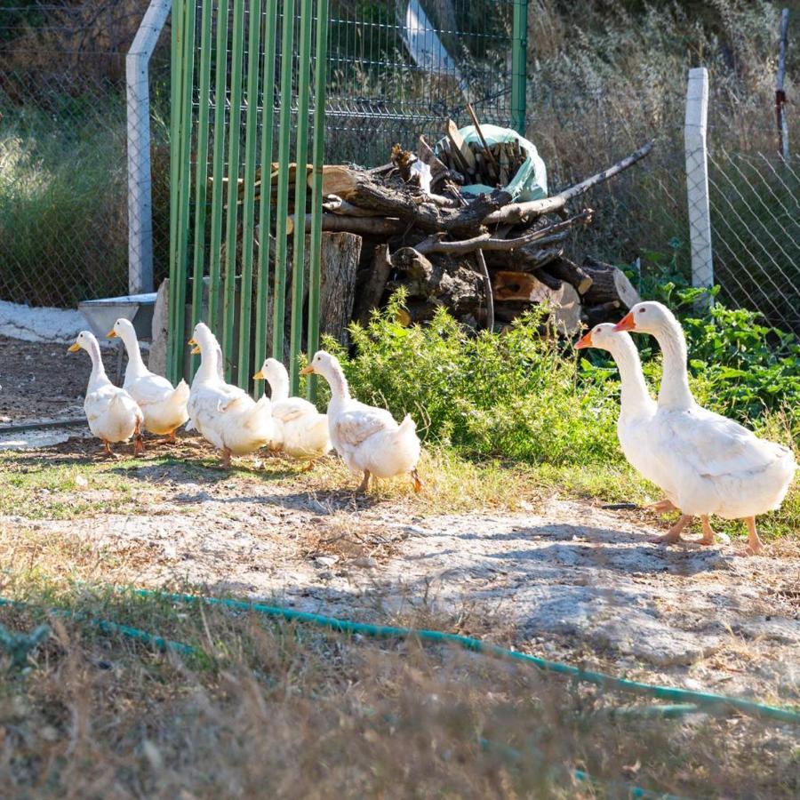 Hotel Gaia Kozbeyli Foça Esterno foto
